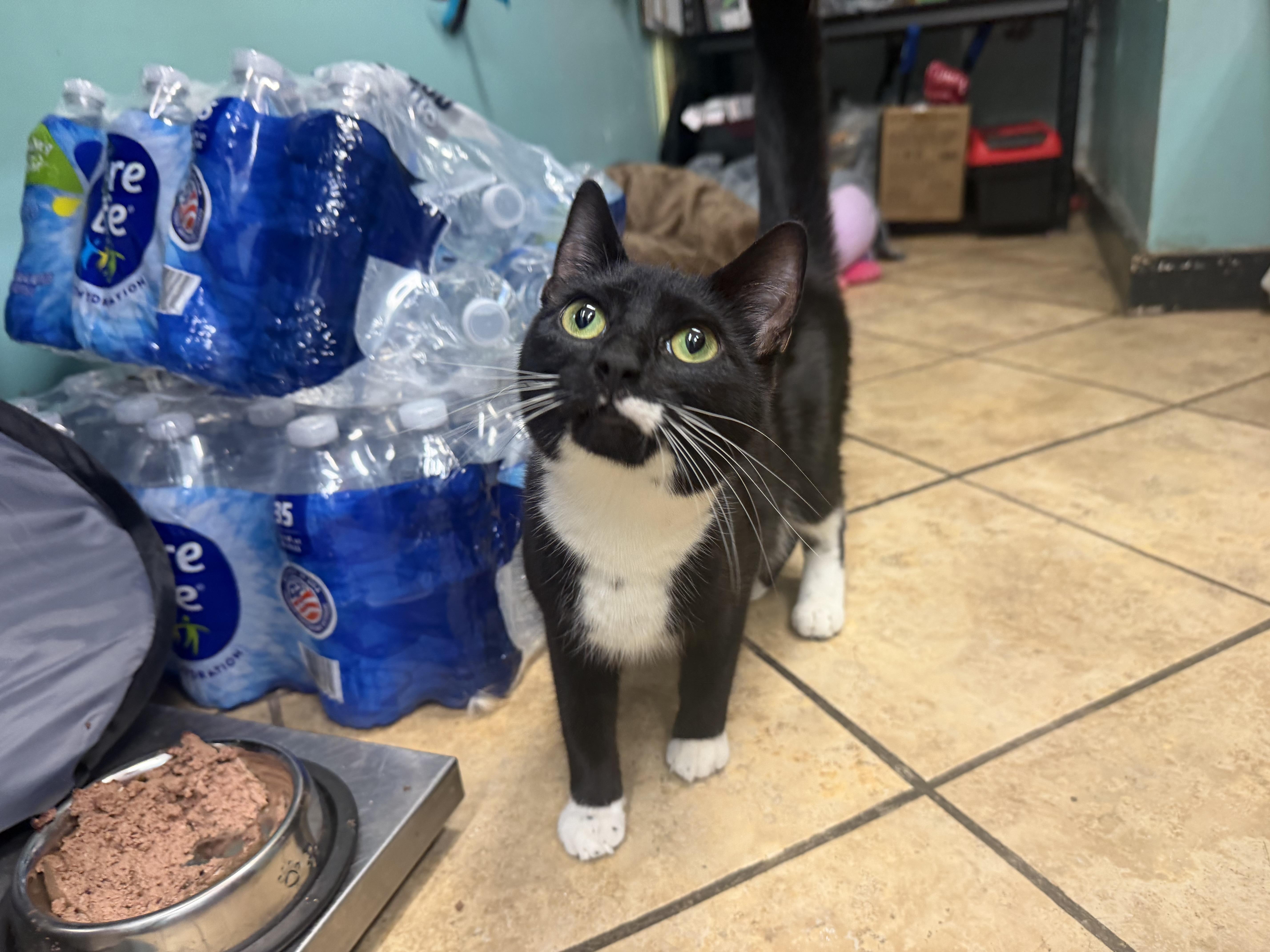 A young medium-sized female Black & White / Tuxedo Domestic Short Hair cat named Junie for adoption in Hudson, NY