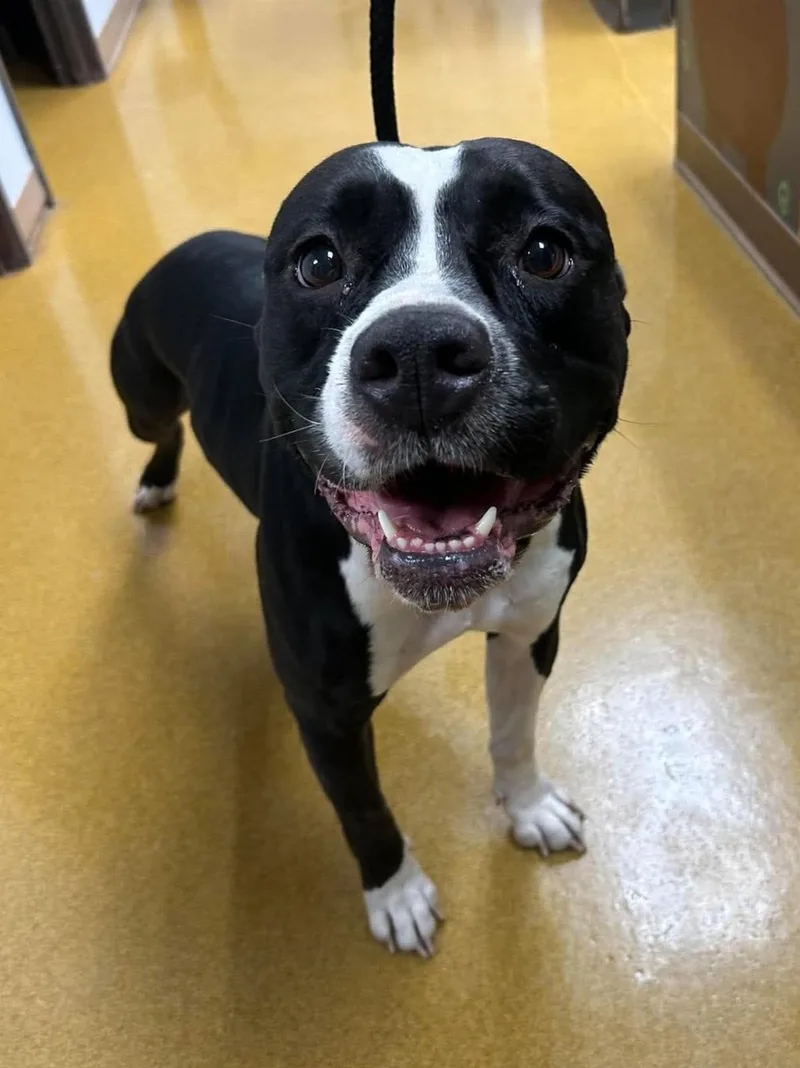 An adult medium-sized female Black Pit Bull Terrier dog named Willow for adoption in Maryville, MO
