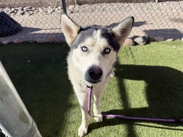 A young large-sized male Husky dog named Albert for adoption in Phoenix, AZ