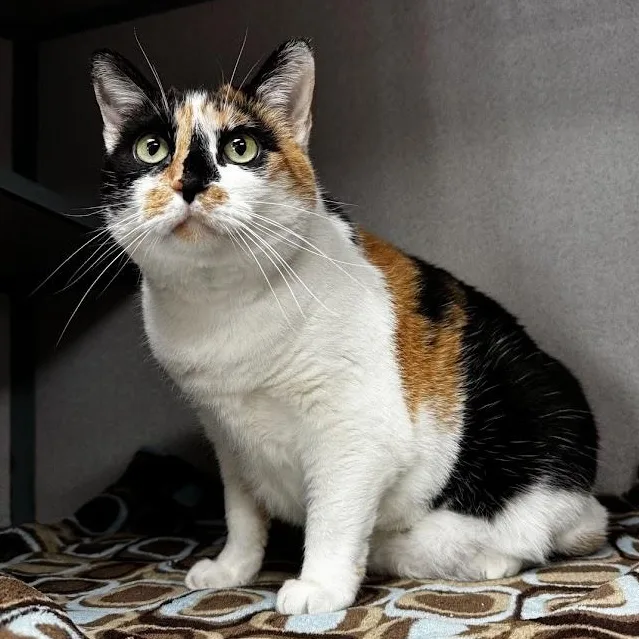 An adult medium-sized female Calico Domestic Short Hair cat named Saphira for adoption in Waterloo, IA