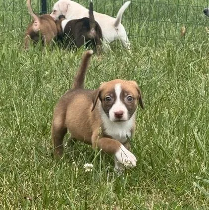 A baby medium-sized male Tricolor (Brown, Black, & White) Black Mouth Cur dog named Baby Blaze for adoption in Washington, DC