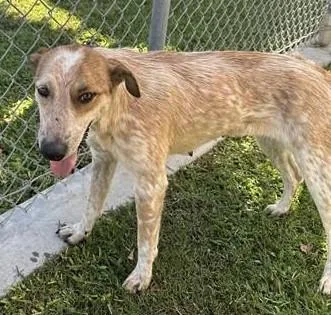 A young medium-sized female Australian Cattle Dog / Blue Heeler dog named Bindi for adoption in Las Vegas, NV