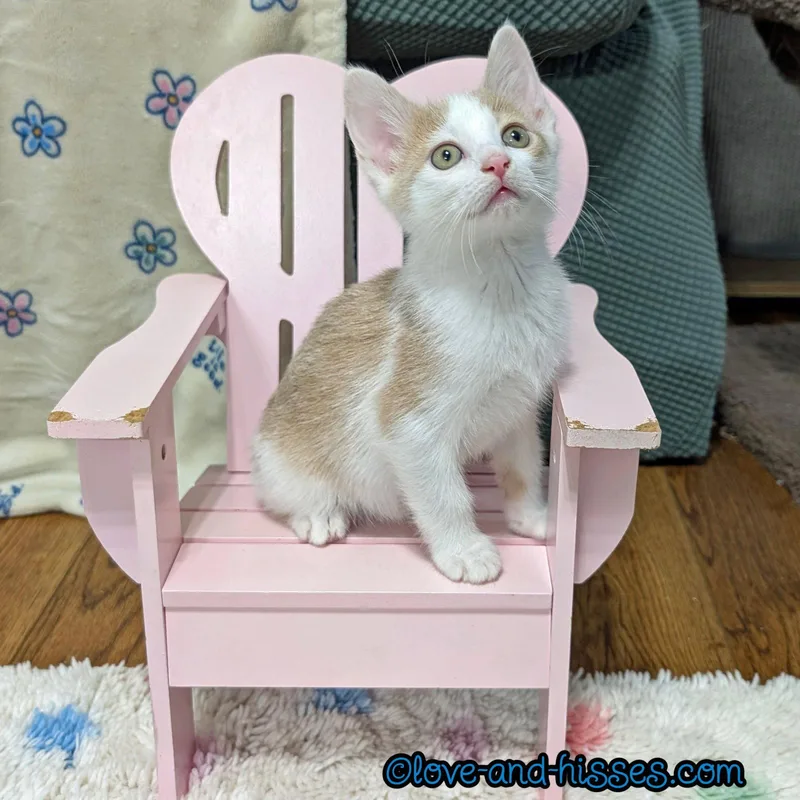 A baby small-sized male Orange & White Domestic Short Hair cat named Wonton for adoption in Capshaw, AL