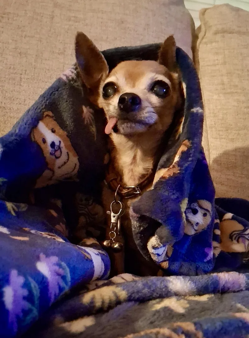 A senior small-sized female Chihuahua dog named Millie for adoption in Cleveland, OH