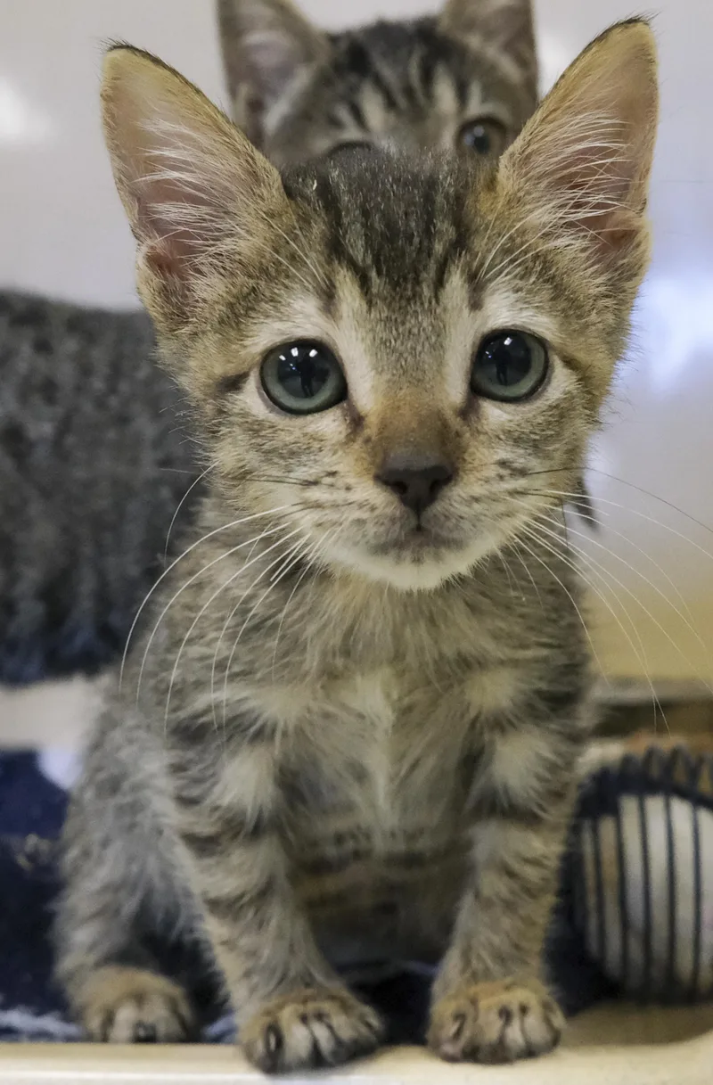 A young medium-sized female Domestic Short Hair cat named Floatie for adoption in Harvey , LA