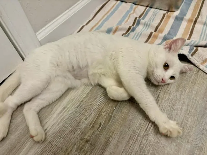 A young medium-sized male White Domestic Short Hair cat named Panini for adoption in Jacksonville, FL