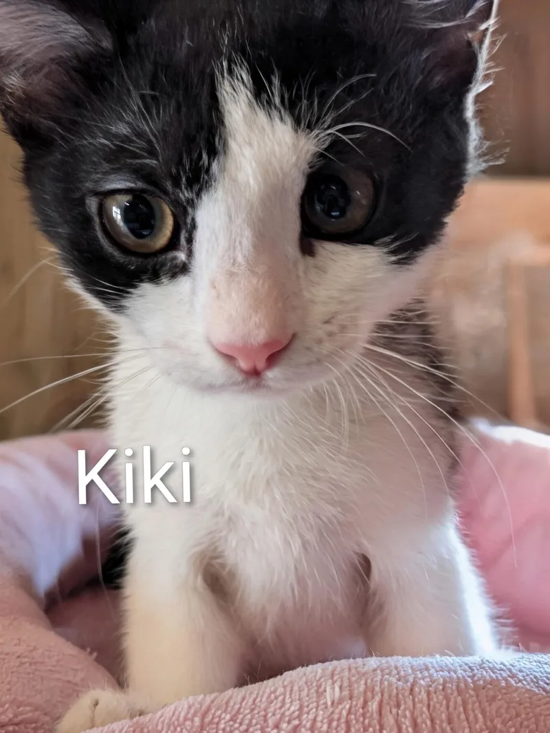A baby medium-sized female Black & White / Tuxedo Domestic Short Hair cat named Kiki for adoption in Sonora, CA