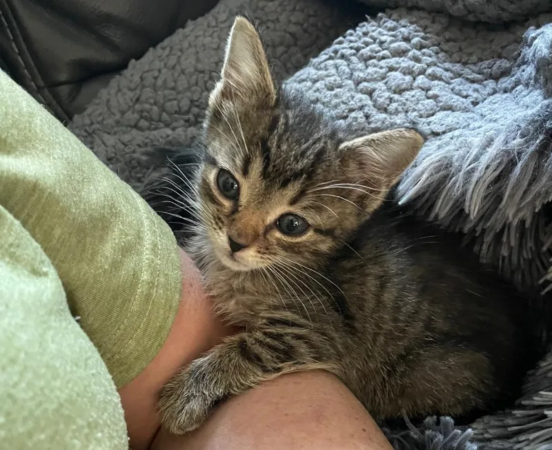 A baby small-sized male Domestic Short Hair cat named Jaq for adoption in Newaygo, MI