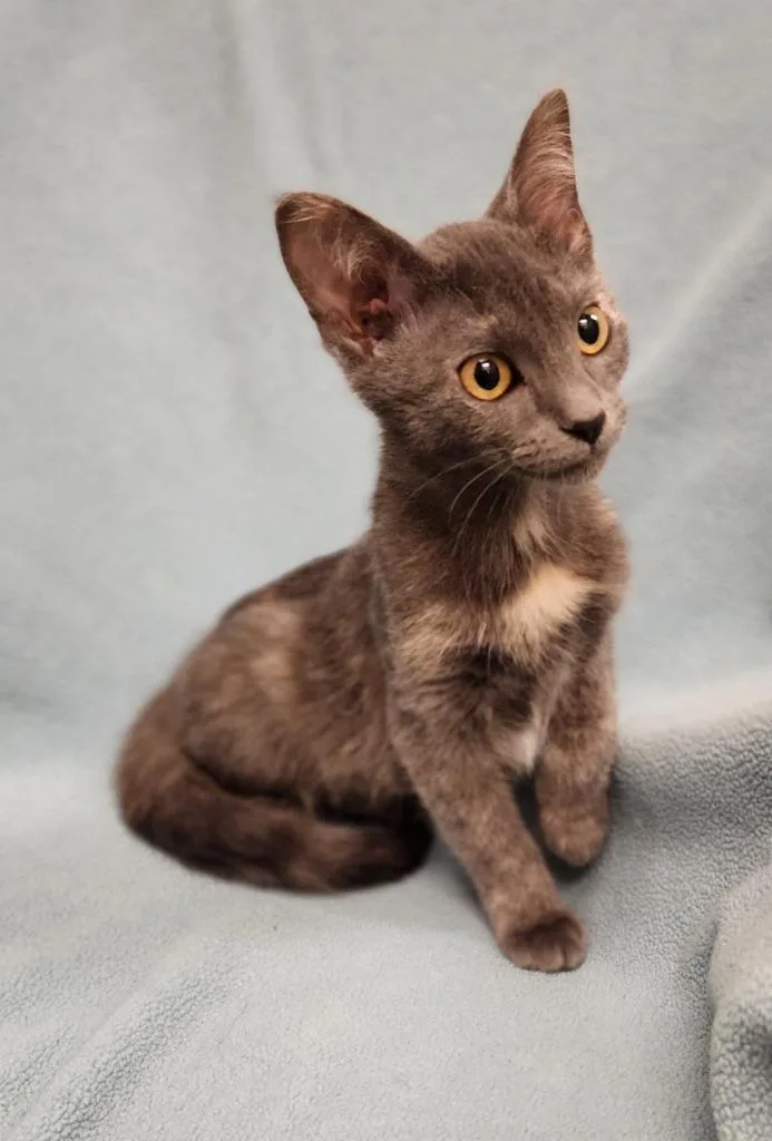 A baby small-sized female Domestic Short Hair cat named Wren for adoption in Superior, WI