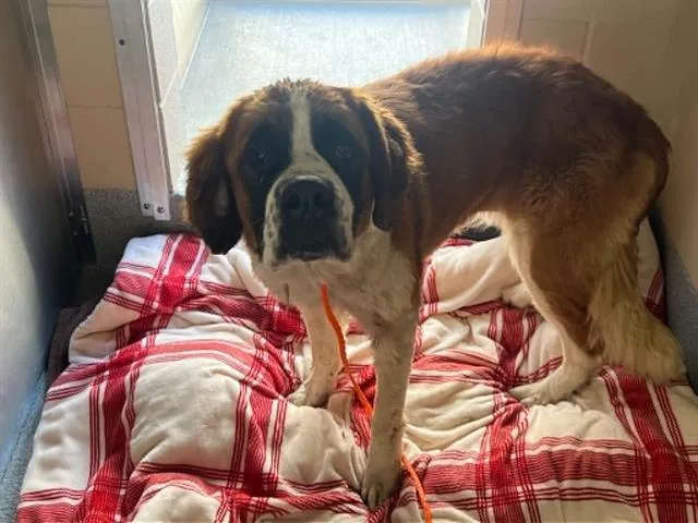 A young large-sized female Saint Bernard dog named Ophelia for adoption in Tustin, CA