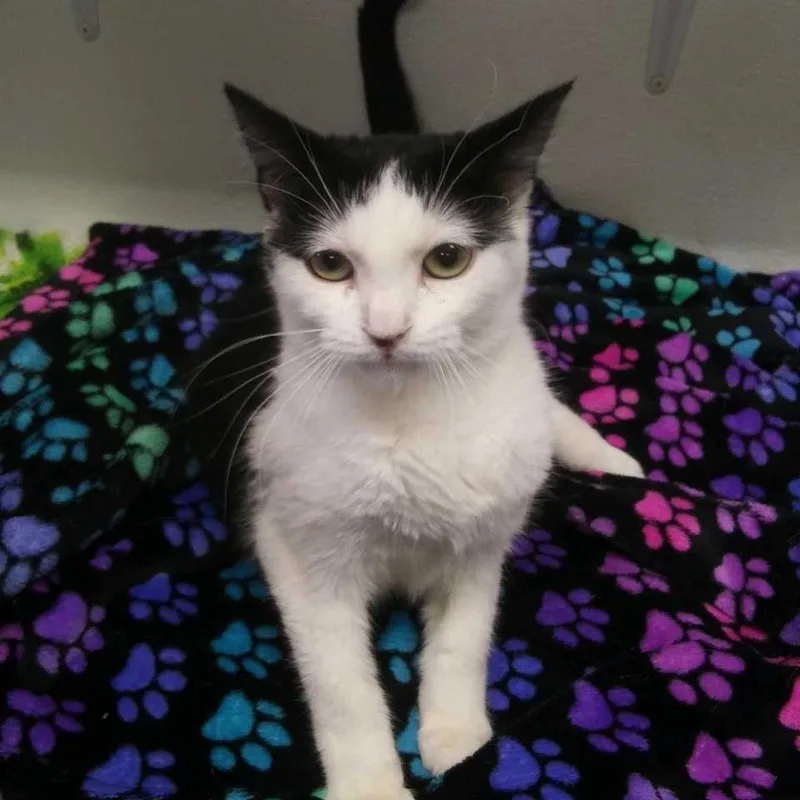 An adult medium-sized female Domestic Short Hair cat named Moxi for adoption in Hot Springs, SD