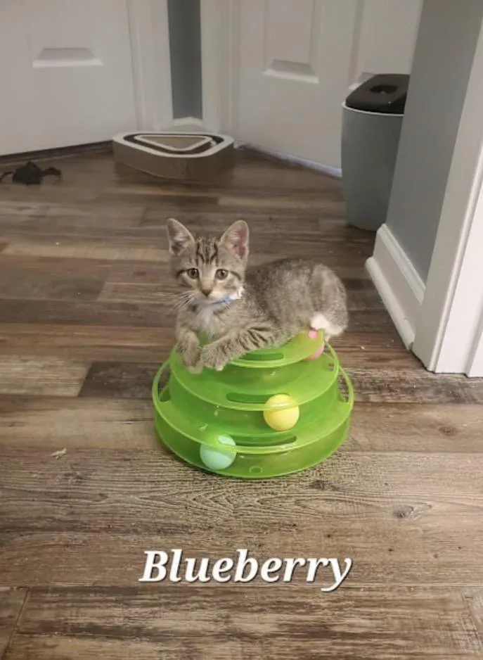 A baby medium-sized male Domestic Short Hair cat named Blueberry for adoption in York, PA