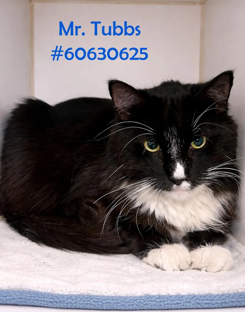 An adult large-sized male Black & White / Tuxedo Tuxedo cat named Mr. Tubbs for adoption in Wilkes Barre, PA