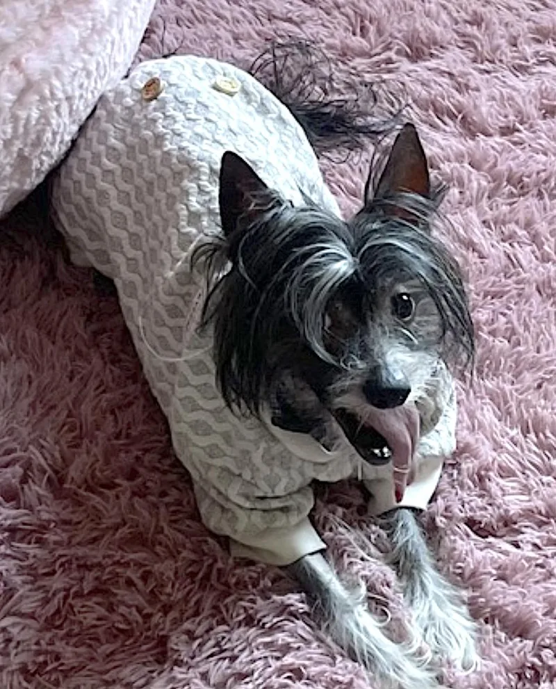 An adult small-sized male Gray / Blue / Silver Chinese Crested Dog named Obi for adoption in Amherst, MA