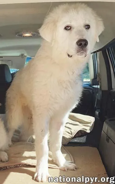 A young large-sized male White / Cream Great Pyrenees dog named Max in NC for adoption in Beacon, NY