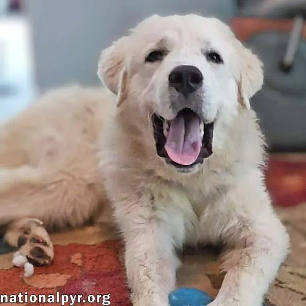 Max in NC  thumbnail 3