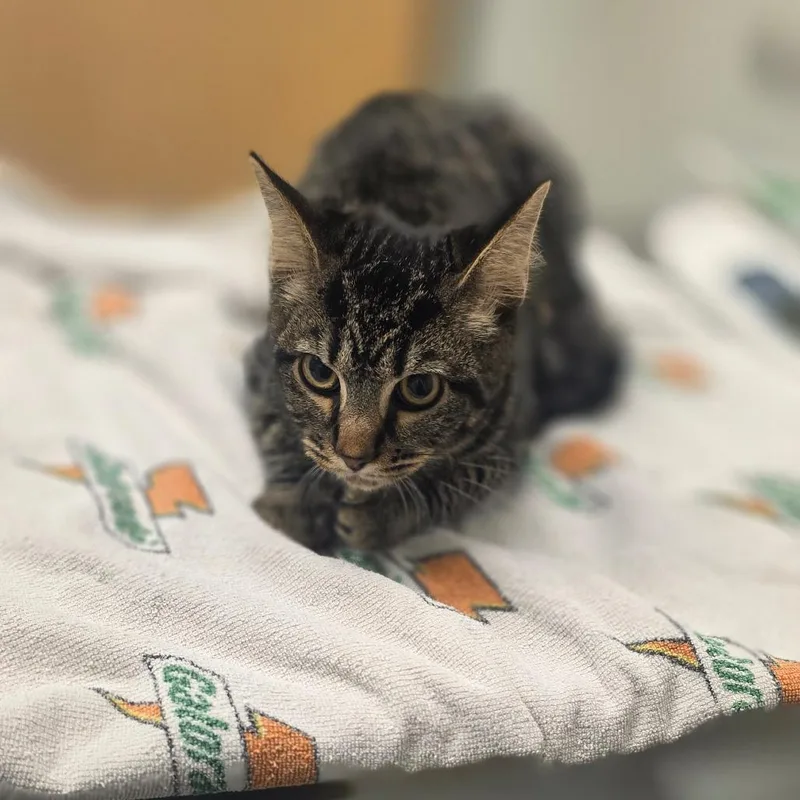 A baby medium-sized male Domestic Short Hair cat named Radar for adoption in Jacksonville, FL