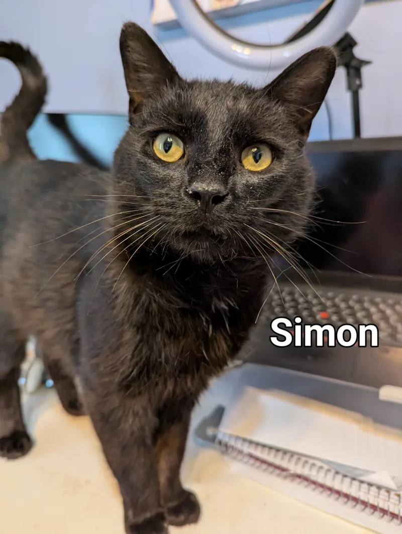 Simon