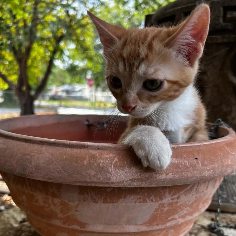A baby small-sized male Orange / Red Domestic Short Hair cat named Frank for adoption in Okmulgee, OK