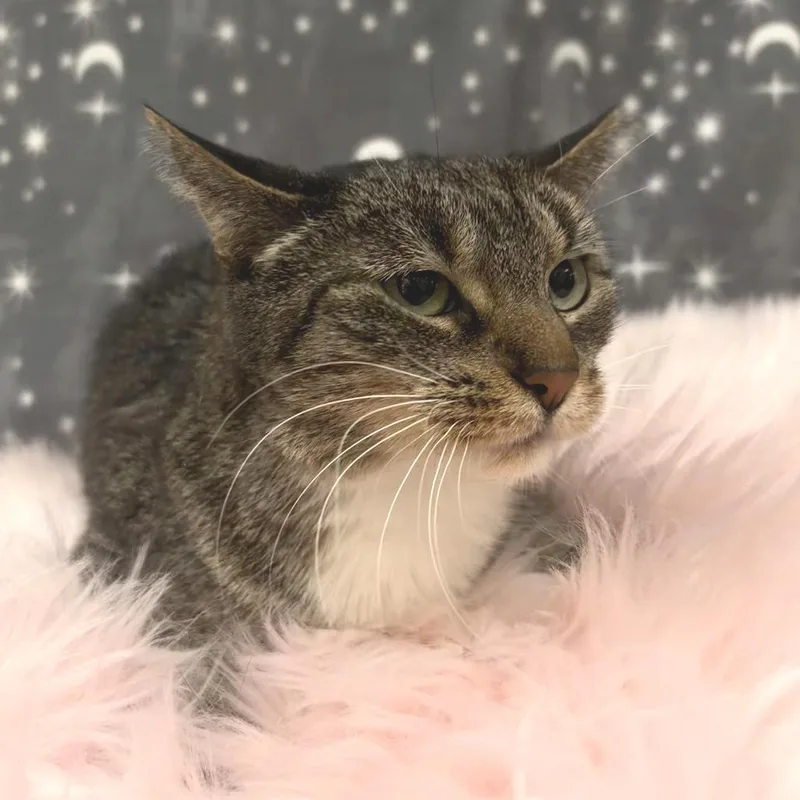 An adult medium-sized female Brown / Chocolate Domestic Short Hair cat named Juniper for adoption in Deerfield, IL