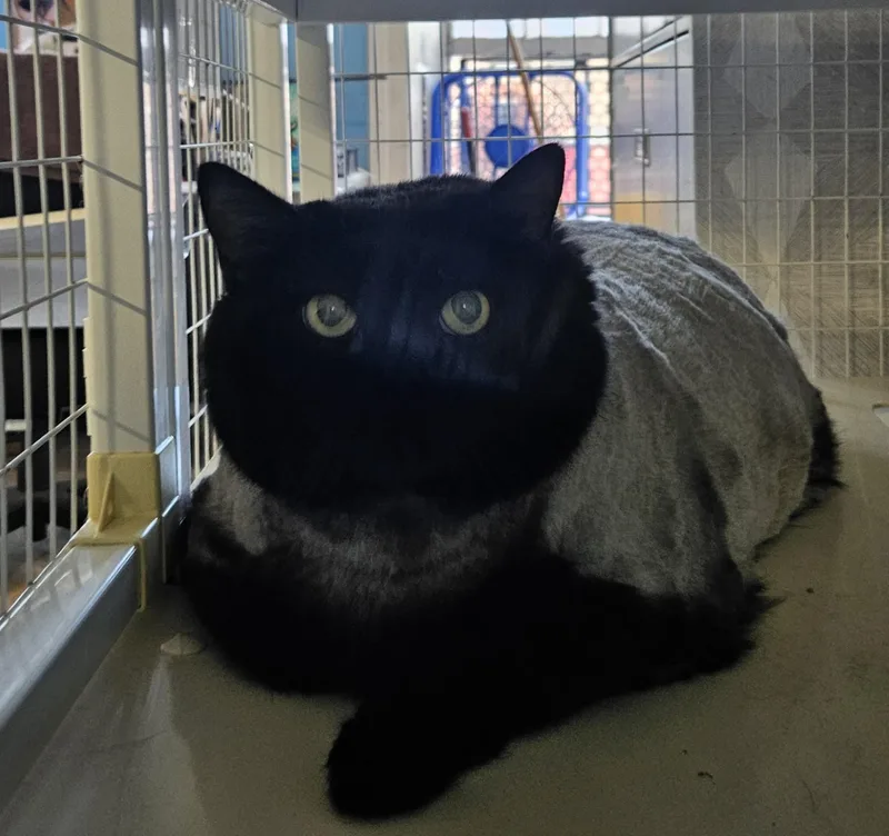 An adult extra large-sized female Domestic Medium Hair cat named Winnie for adoption in Claremont, NH