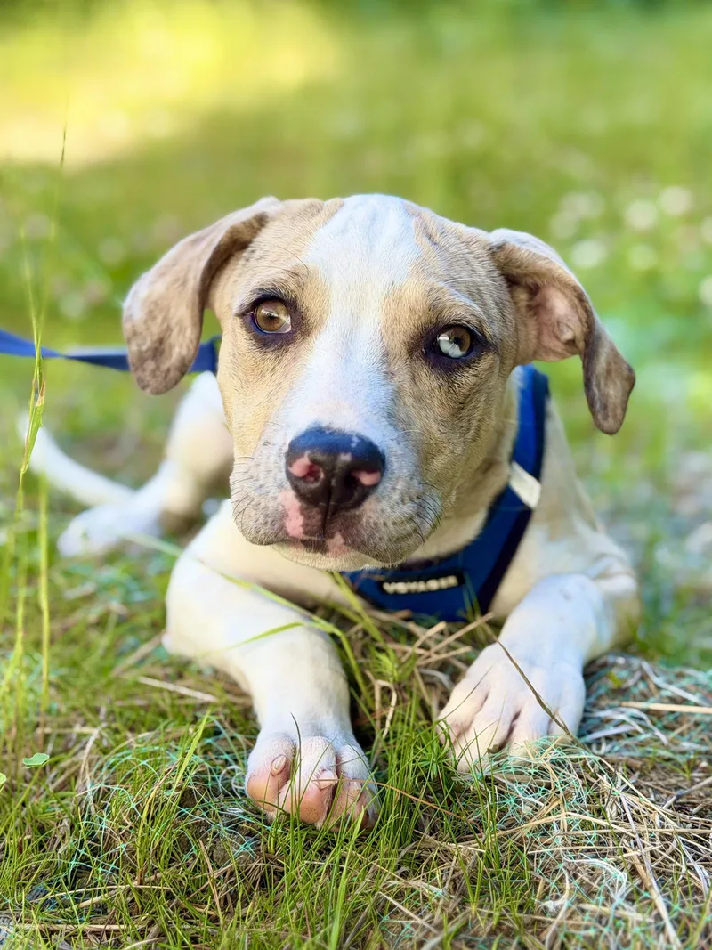 A young medium-sized female Catahoula Leopard Dog dog named Tamilu for adoption in West Cornwall, CT