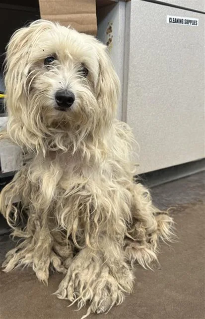A young small-sized female Mixed Breed dog named Flo for adoption in Dallas, TX
