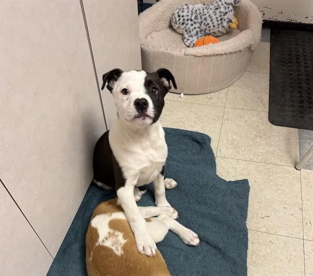 A baby medium-sized female Pit Bull Terrier dog named Sally for adoption in Brewster, MA