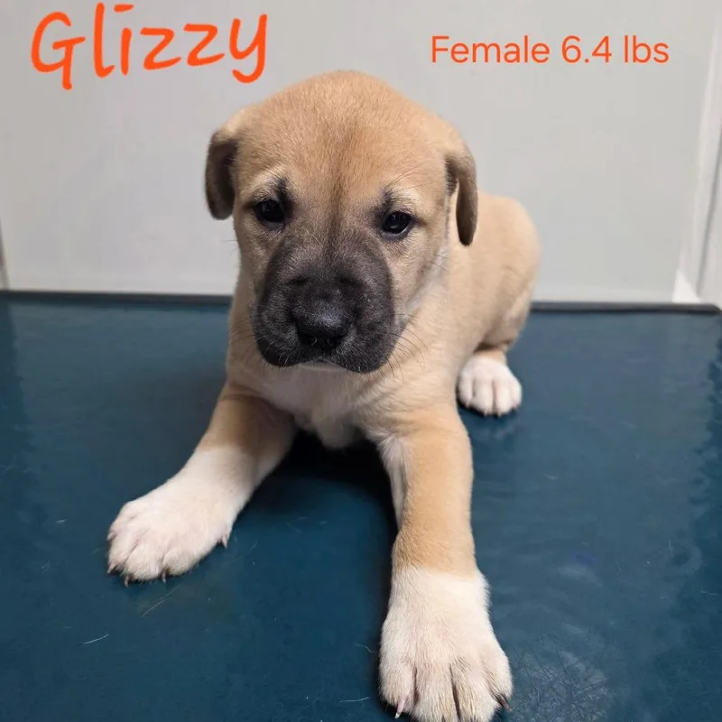 A baby small-sized female Yellow / Tan / Blond / Fawn Mastiff dog named Glizzy for adoption in Jasper, IN