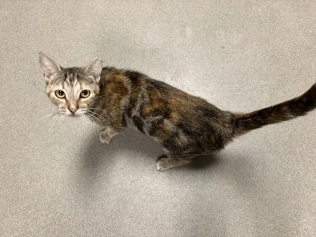 A young small-sized female Domestic Short Hair cat named Tiffany for adoption in Miami, FL