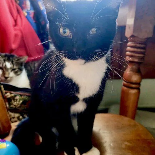 Greygrey thumbnail 2