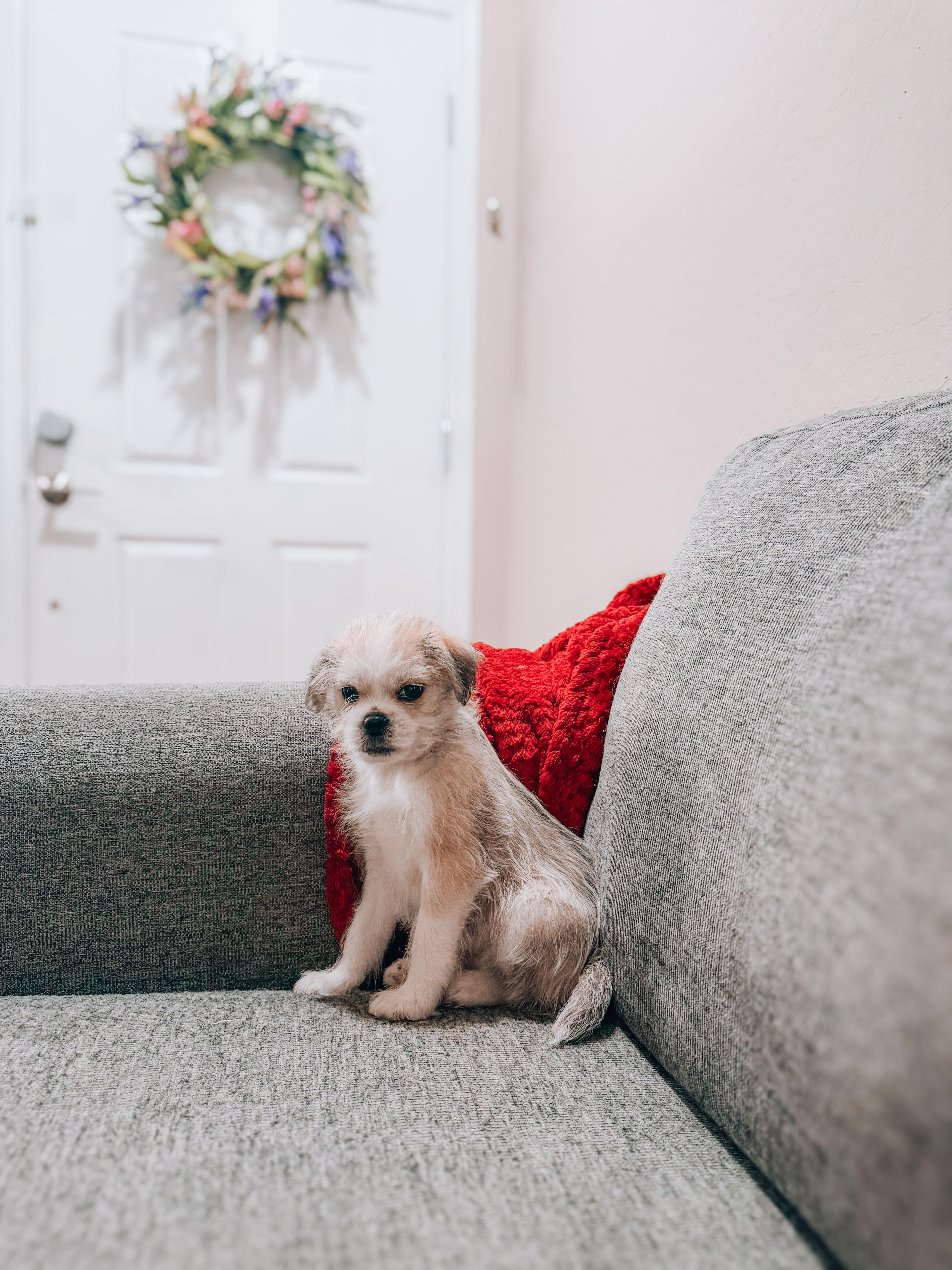 A baby small-sized male Brussels Griffon dog named Moe for adoption in Goodyear, AZ