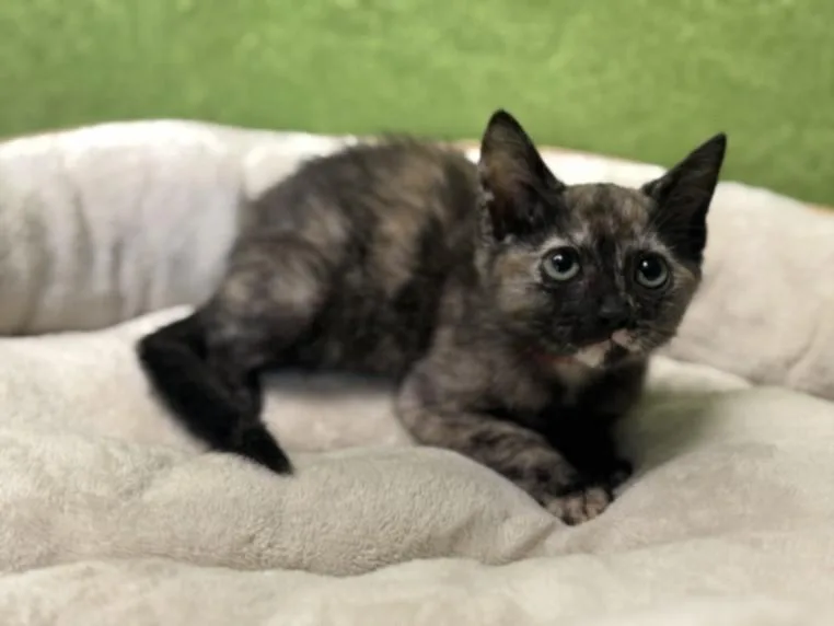 A baby small-sized female Domestic Short Hair cat named Hanna for adoption in San Pedro, CA