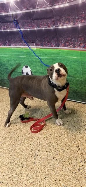 An adult large-sized male American Bulldog dog named Mocho for adoption in Miami, FL