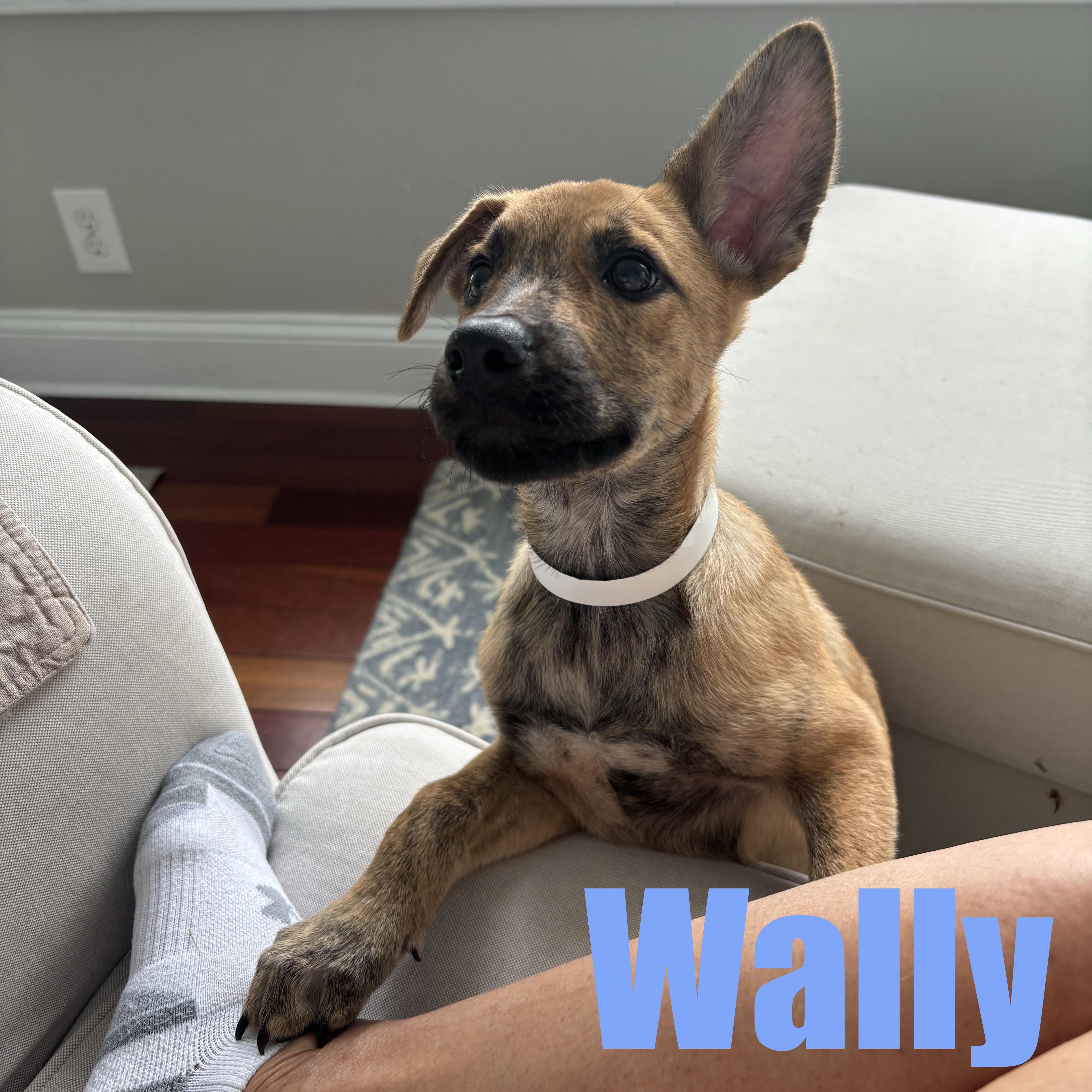 Wally thumbnail 3