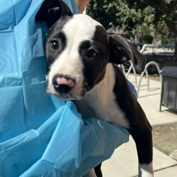 A baby medium-sized female American Staffordshire Terrier dog named Mulled Wine for adoption in Walnut Creek, CA