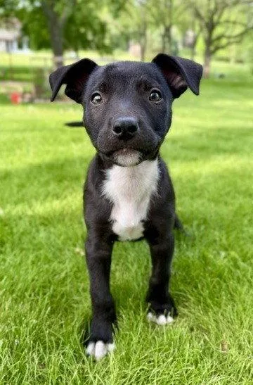 A baby medium-sized male Terrier dog named Nacho for adoption in North Prairie, WI