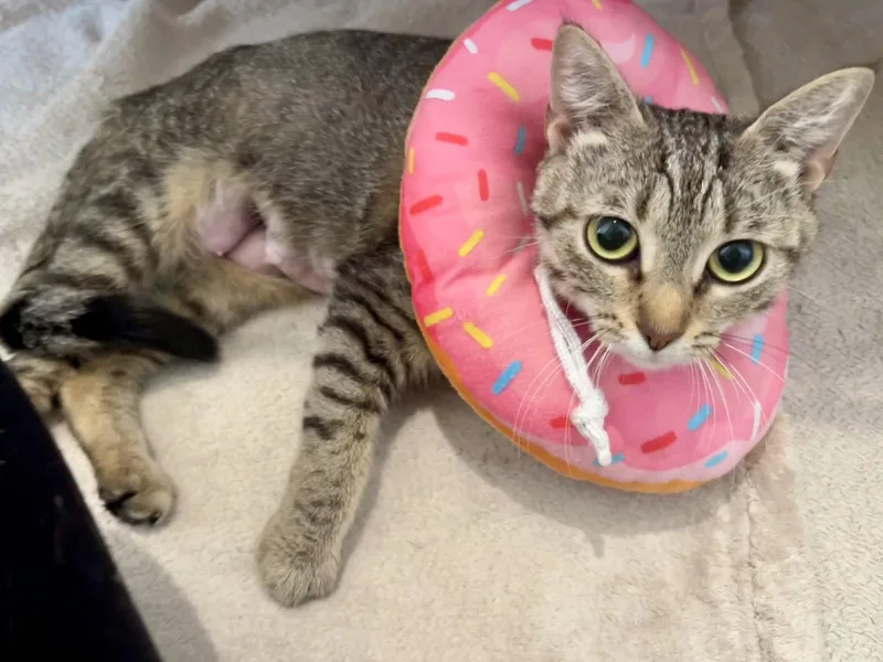 A young medium-sized female Domestic Short Hair cat named Princess for adoption in Orlando, FL