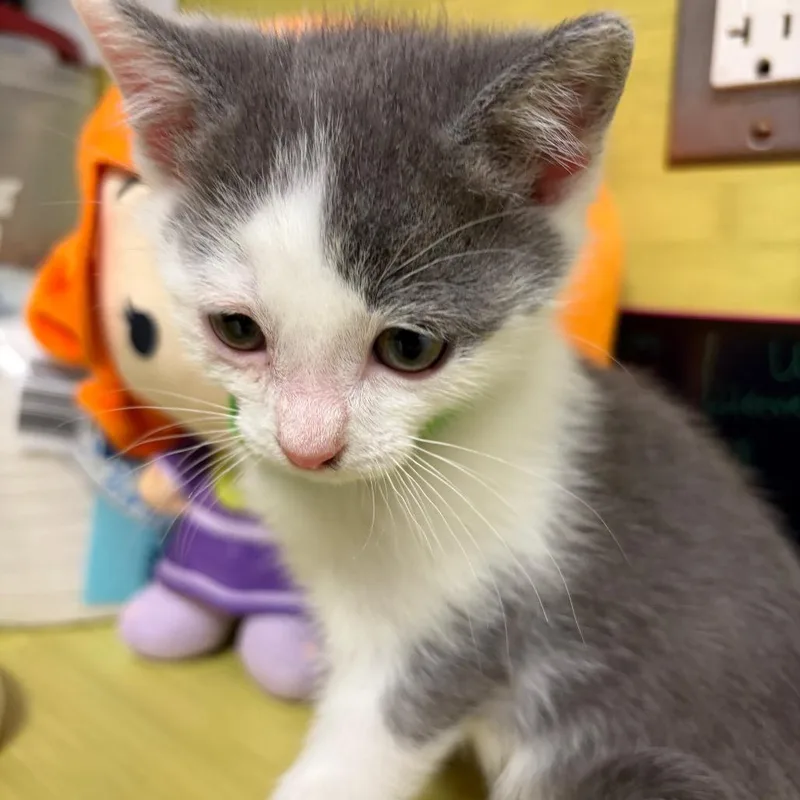 A baby small-sized male Gray / Blue / Silver Domestic Short Hair cat named Poppy Seed Muffin for adoption in Charlottesville, VA