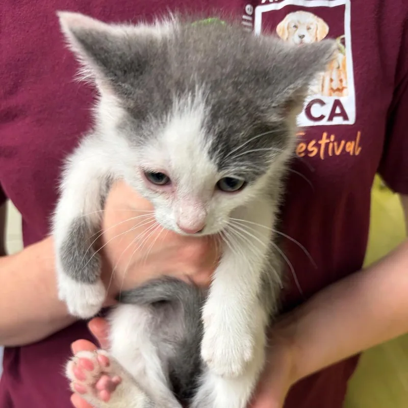 Poppy Seed Muffin thumbnail 2