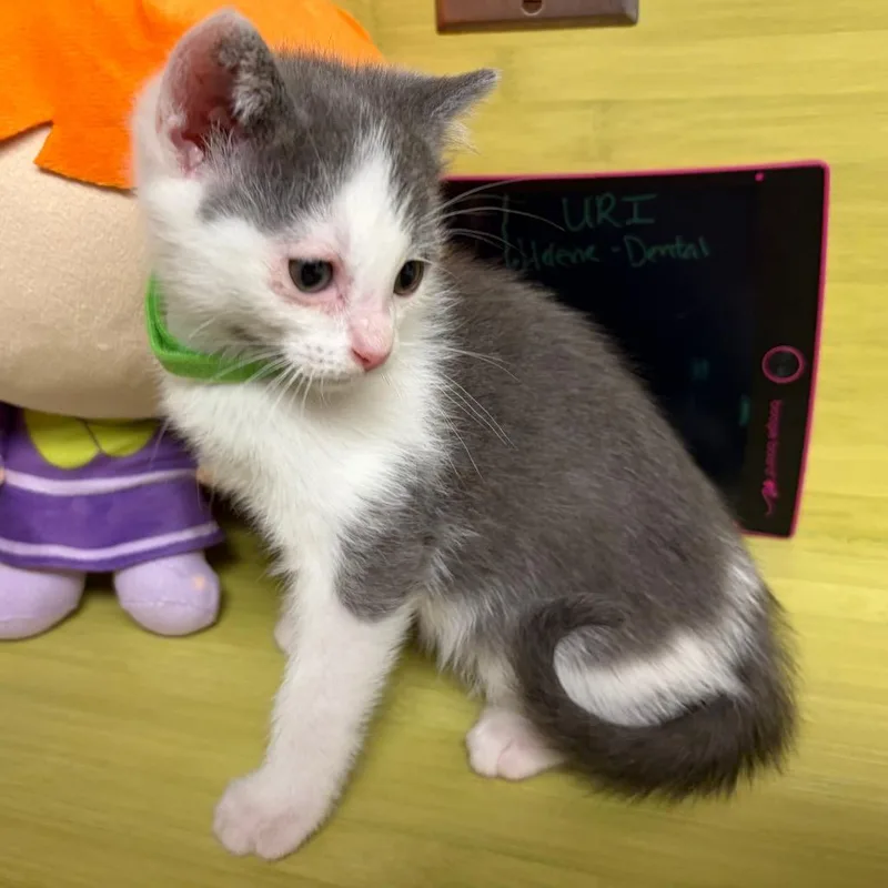 Poppy Seed Muffin thumbnail 3