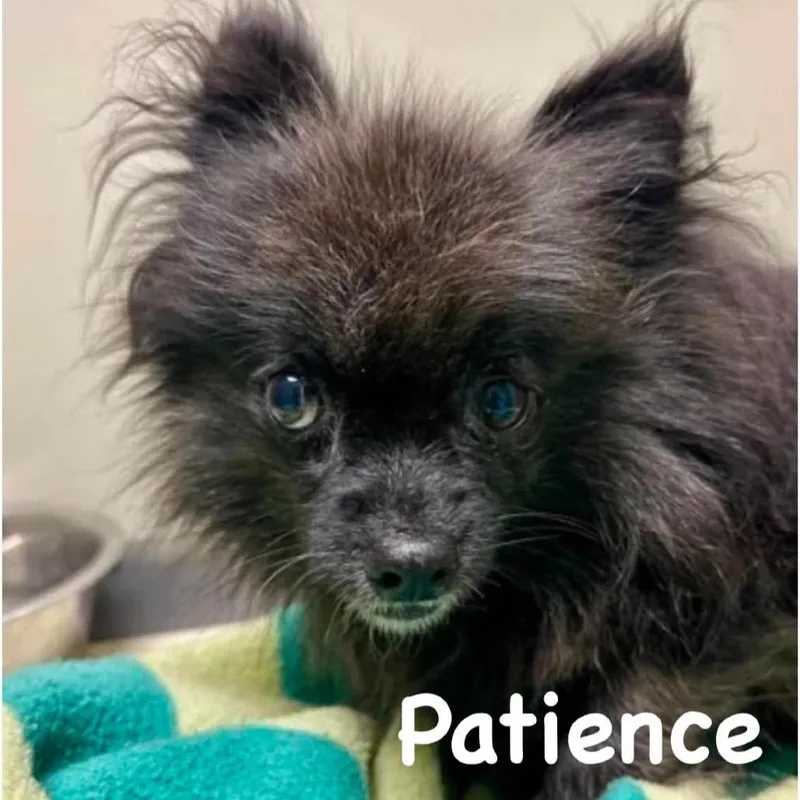 Patience