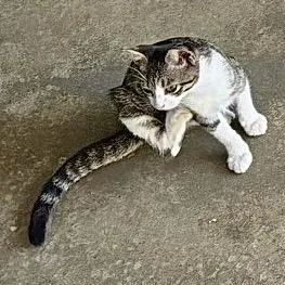 A baby medium-sized male Domestic Short Hair cat named Vivaldi Maestro di Cappella for adoption in Livingston, TX