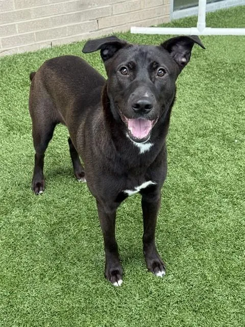 A young large-sized female Mixed Breed dog named Chocolate for adoption in Dallas, TX