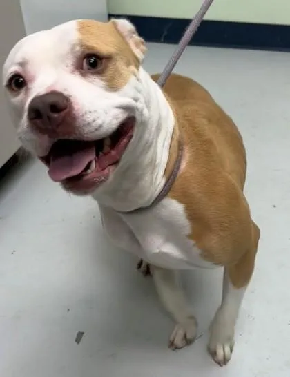 An adult large-sized female Mixed Breed dog named Cookie for adoption in Savannah, GA