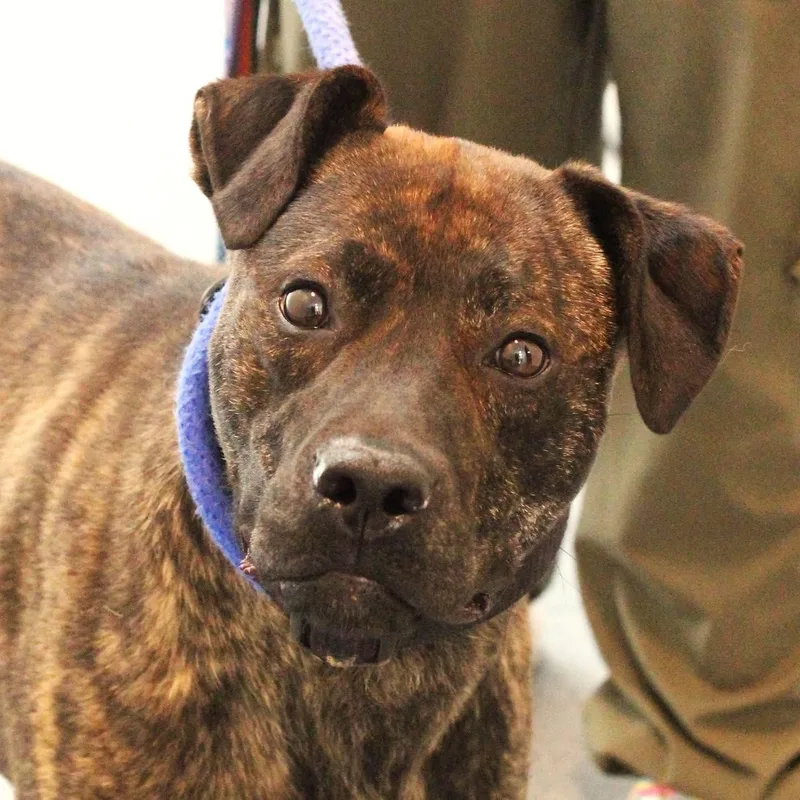 An adult medium-sized male Brindle Pit Bull Terrier dog named 26-00763 for adoption in Fredericksburg, VA