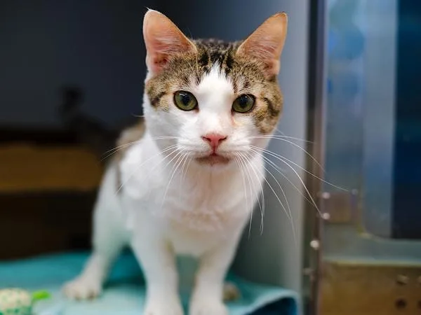 An adult medium-sized male Domestic Short Hair cat named Olaff for adoption in Ridgewood, NY