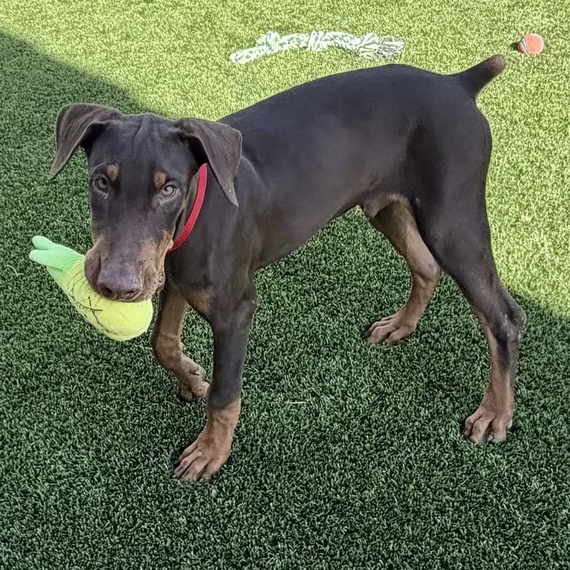 A baby medium-sized male Red / Chestnut / Orange Doberman Pinscher dog named Starsky for adoption in Phoenix, AZ