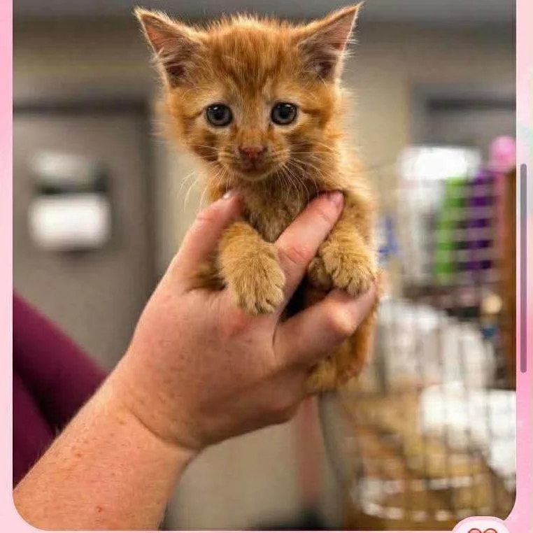 A baby small-sized female Orange / Red Domestic Short Hair cat named Kiki In Manchester  for adoption in Alexandria, VA