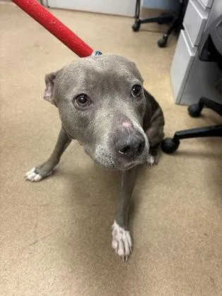 An adult medium-sized female Mixed Breed dog named Broomstick for adoption in Chamblee, GA